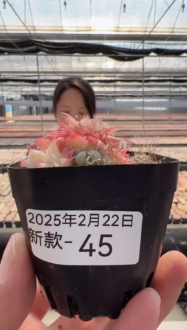 【闪购商品】新款多肉-45