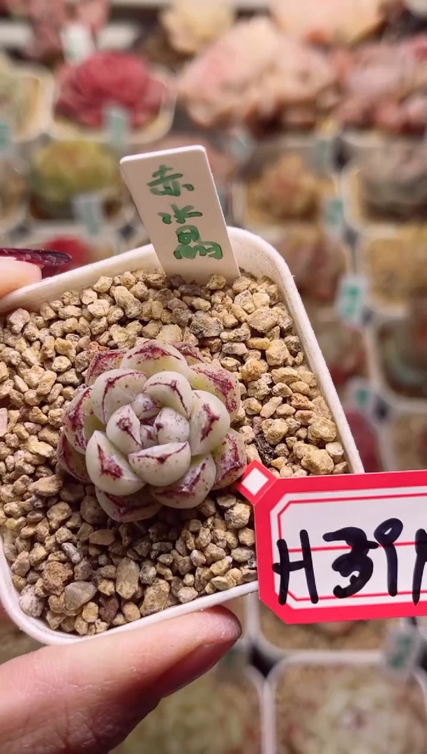 【闪购商品】H394赤水晶一物一拍