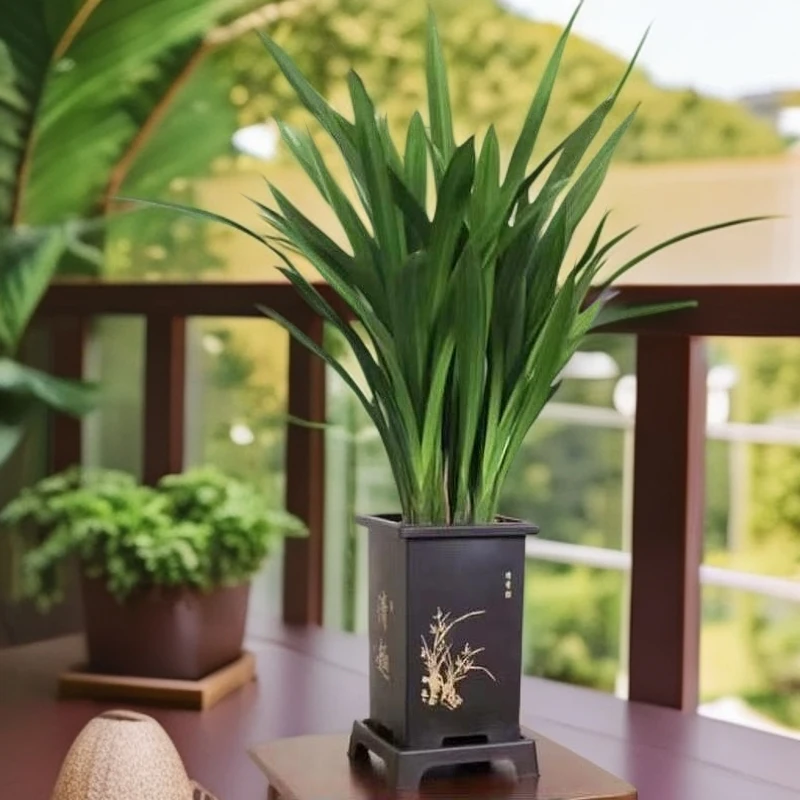 翁源兰花 墨兰报岁兰清淡香型客厅室内办公室绿植盆栽