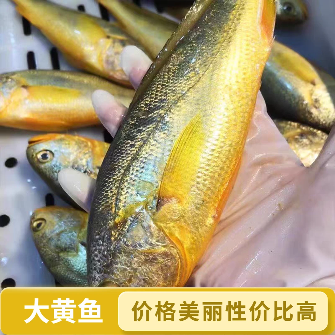 【海上】【大黄鱼】速冻锁鲜东海大黄鱼深海鱼8两-1斤/条装 舟山发货