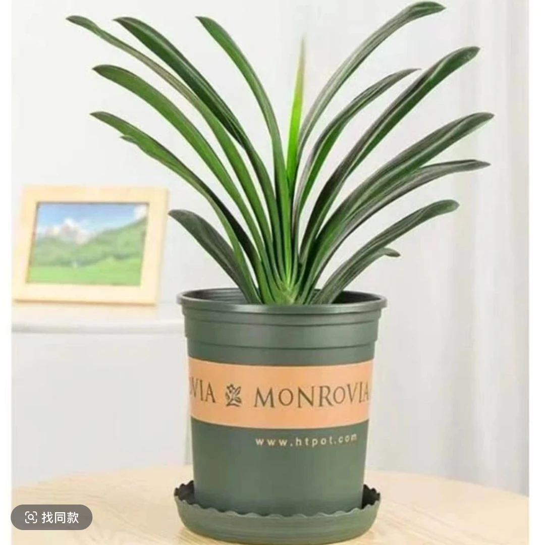 （5-10片）A级君子兰带盆带底托招财高贵耐寒耐热高端花卉绿植