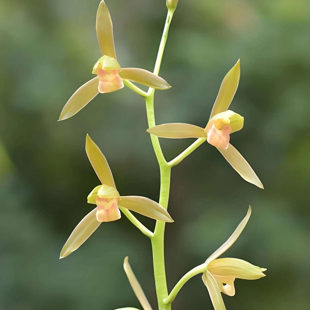 墨兰金丝雀兰花好养易活室内花