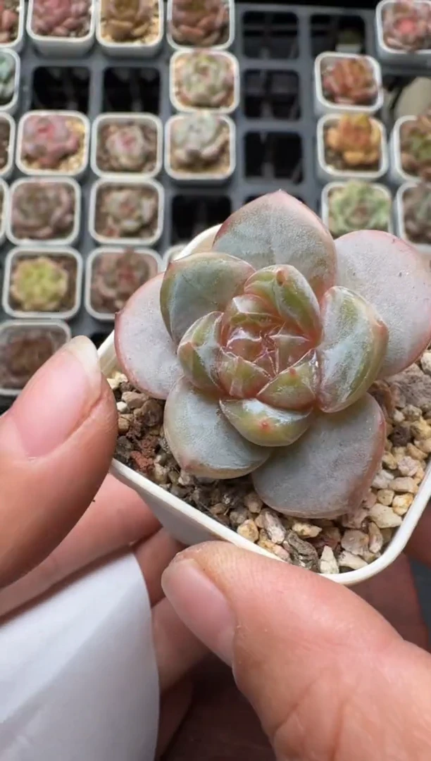 137N带盆土发 当场拍3颗以上包柚 多肉植物 一物一拍