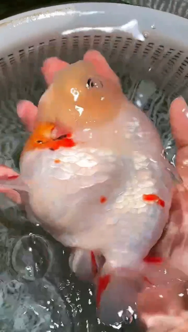 金鱼（运费自理，马印灯照射）福州追鱼兰寿金鱼