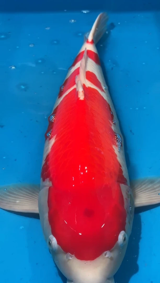 锦鲤佛山金隆锦鲤直播专用闪购链接，不支持7天无理由退货退款