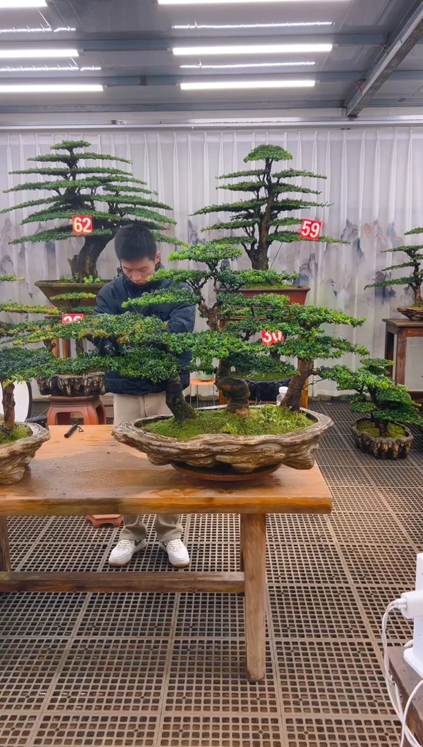 无花朵精品盆景直播间一物一拍