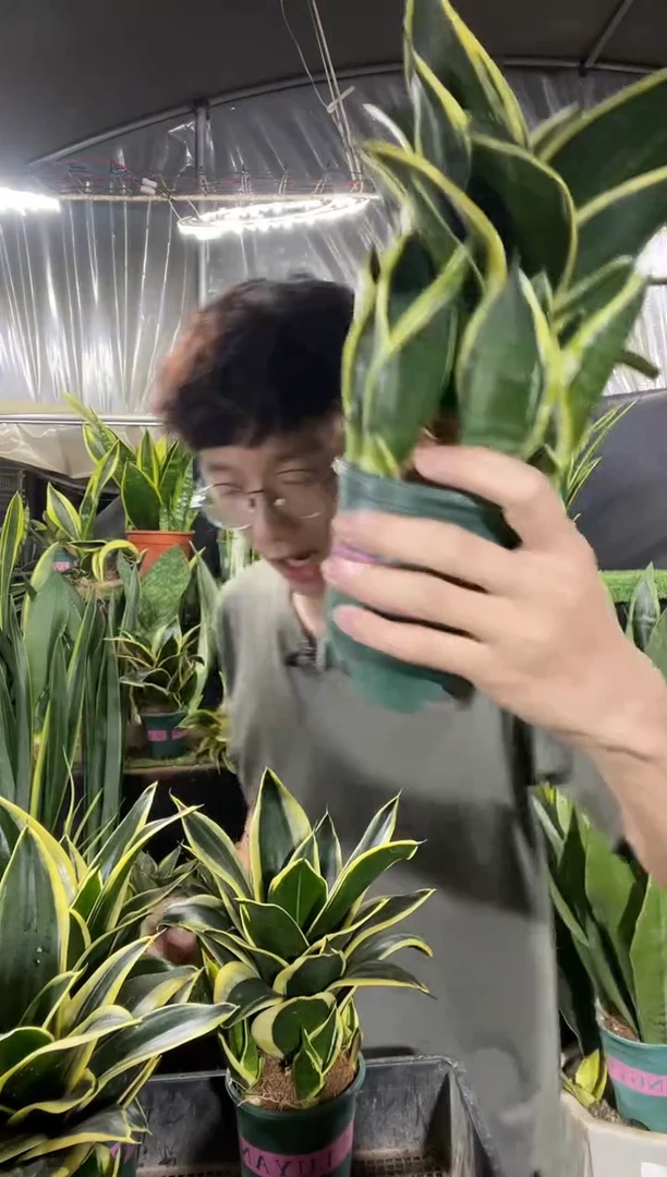 10厘米宝塔荷花兰带盆土15.8