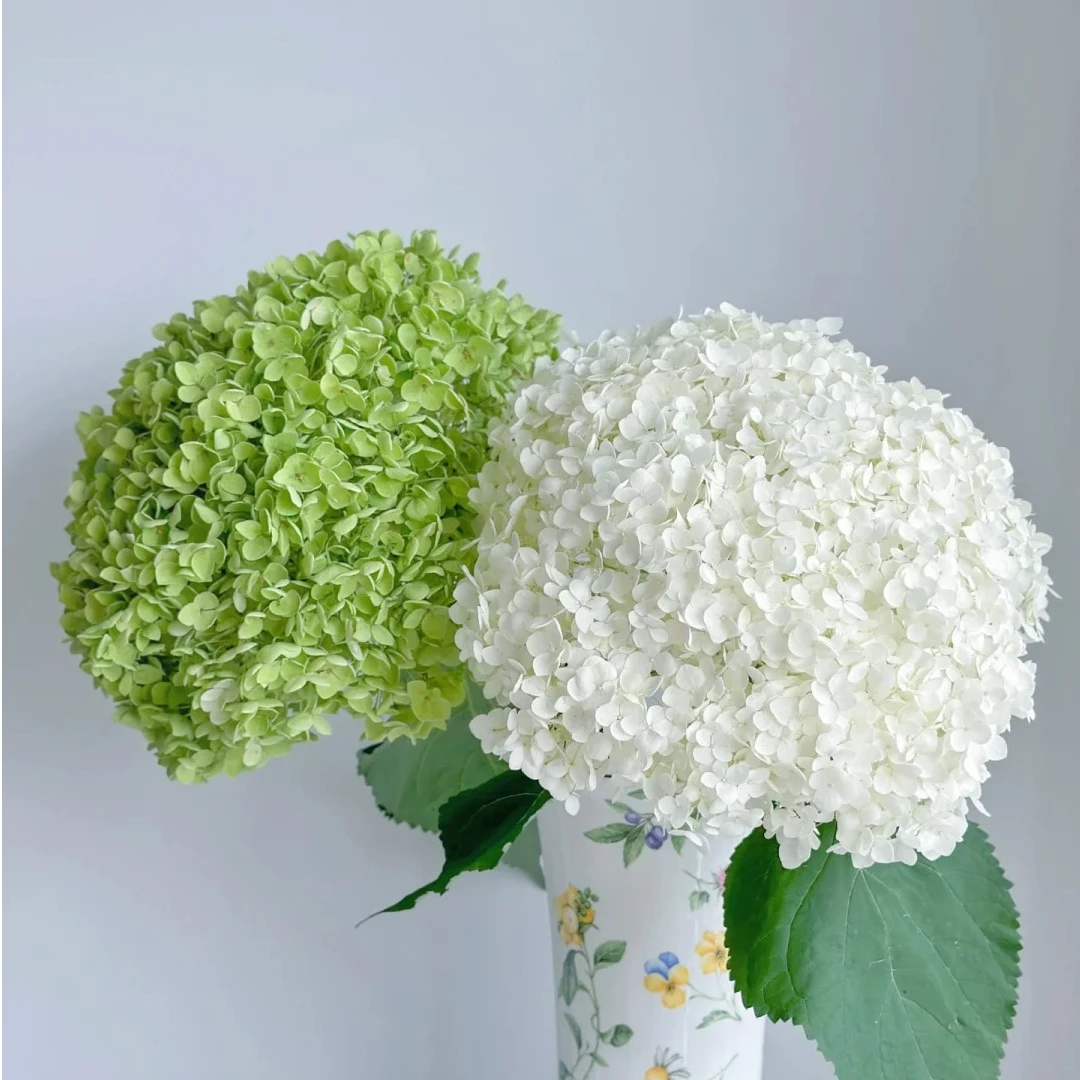 【移花园】安娜绣球鲜花 夏季专属清新花材 可做干花