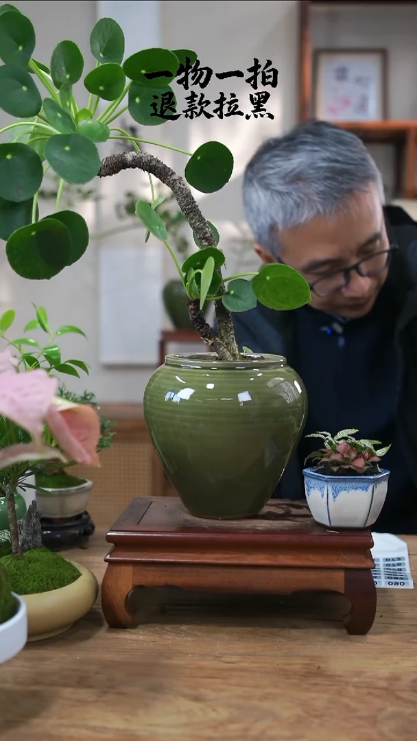 完全开放甘****2镜面草070
