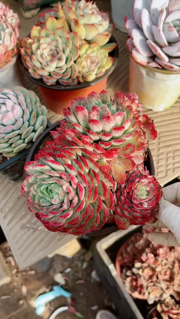 【闪购商品】21251