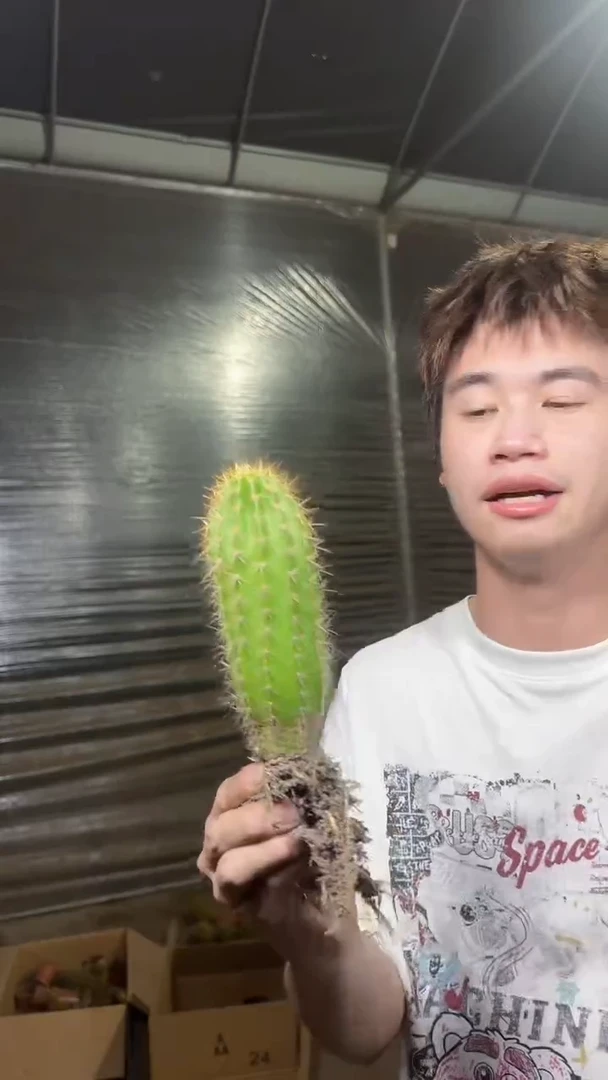 时光 毛花柱【带根】