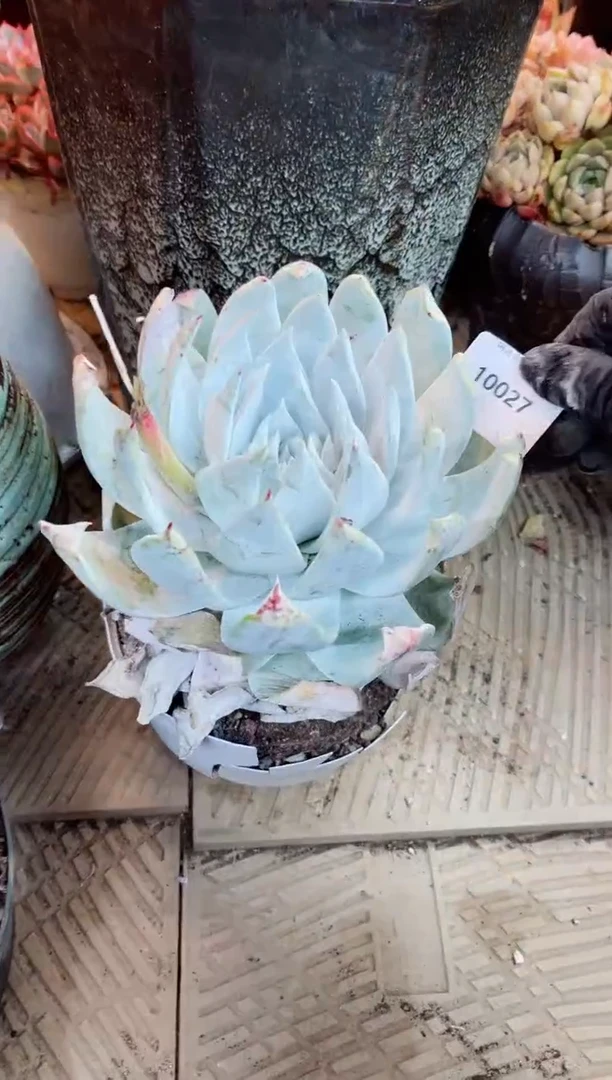 【闪购商品】10027