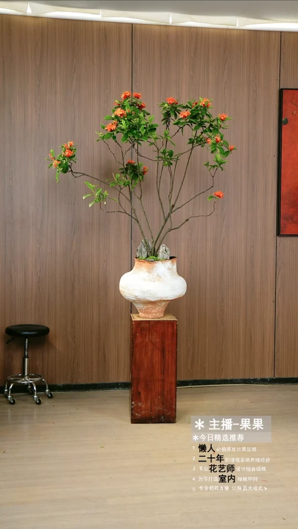 无花朵海岛龙船花百日红一整套