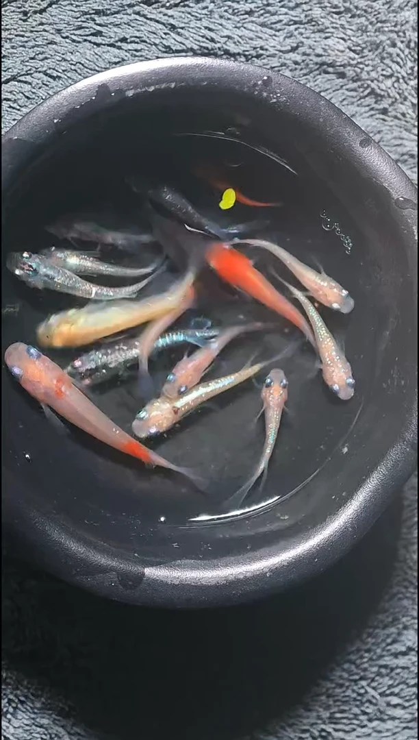 青鳉鱼观背青鳉031