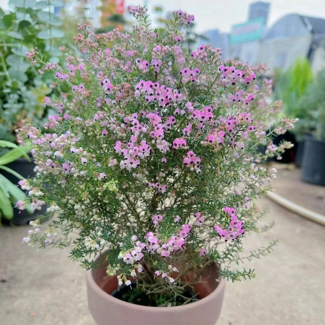 天使之泪欧石楠兰盆栽室内绿植易养护