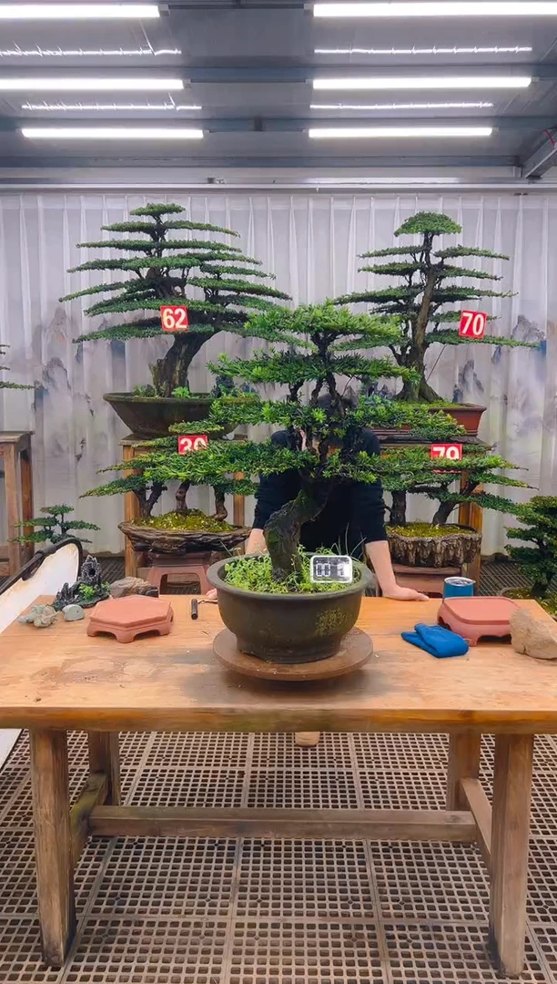 无花朵精品盆景直播间一物一拍