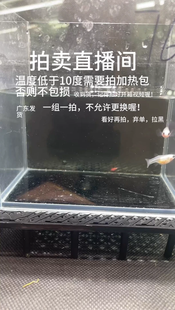 孔雀鱼超透  两条   编号  76