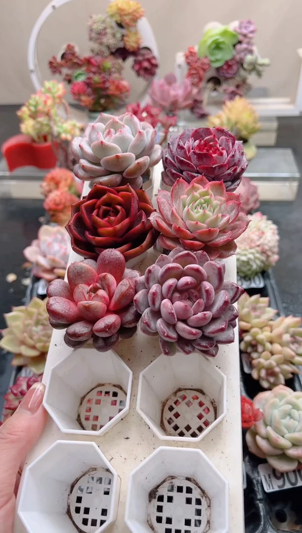 【闪购商品】铃铛指定五棵组合