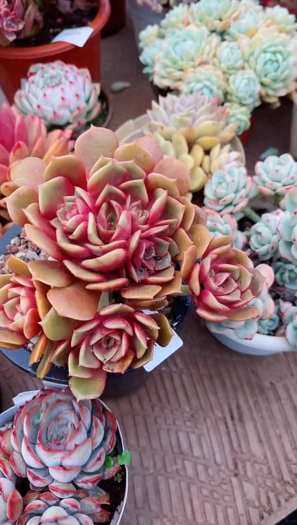 【闪购商品】08112