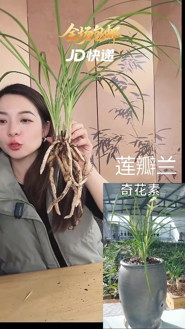 当前无花栽培后可以开花：奇花素