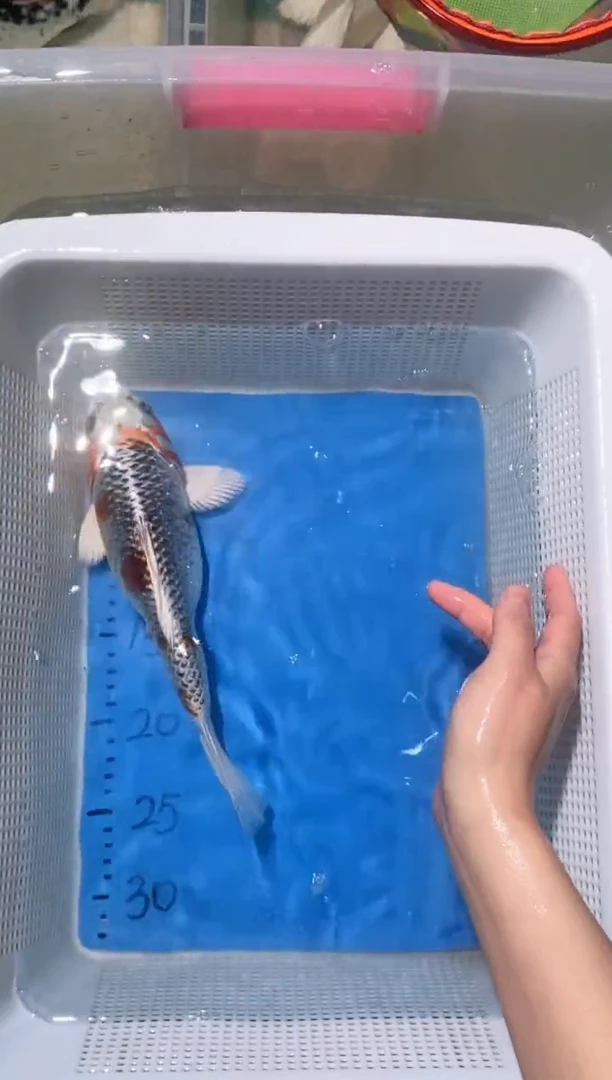 锦鲤锦鲤蝴蝶鲤鱼拍开箱视频包售后