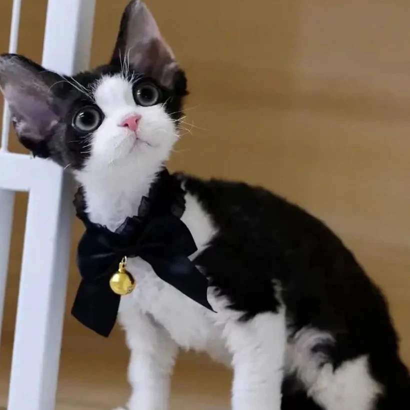 【NaNa德文猫舍】德文活体宠物猫猫