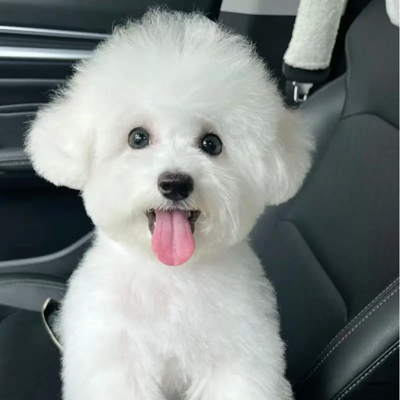 【麒麟犬舍家的比熊雪纳瑞马尔泰】狗狗活体