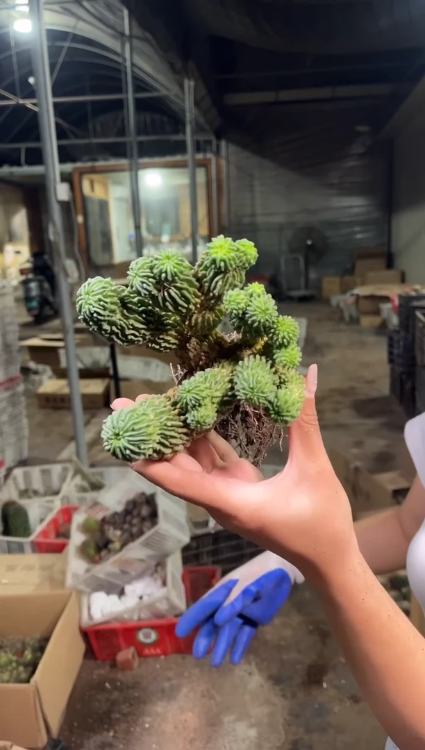 新货中号蝌蚪球5-7cm25