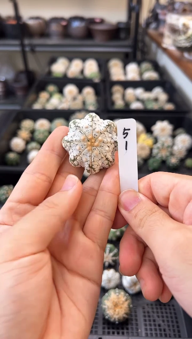 尖角海星浓白实生根星兜编码51