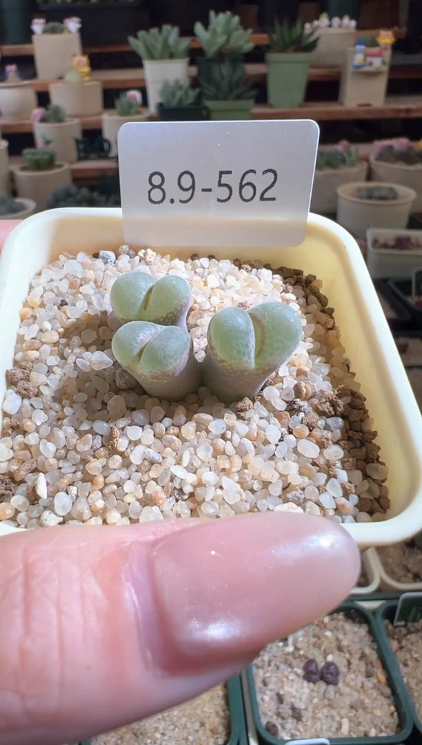 562。。。。。。。。。。。。。。。。。