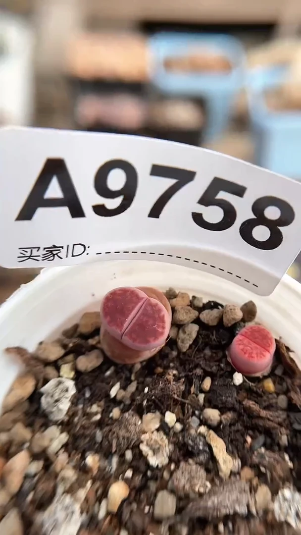 【闪购商品】9758直播一物一拍