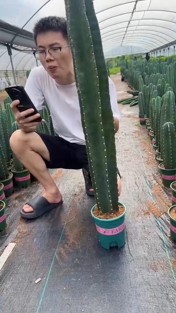 【带根】80cm+量天尺 不指定带花苞