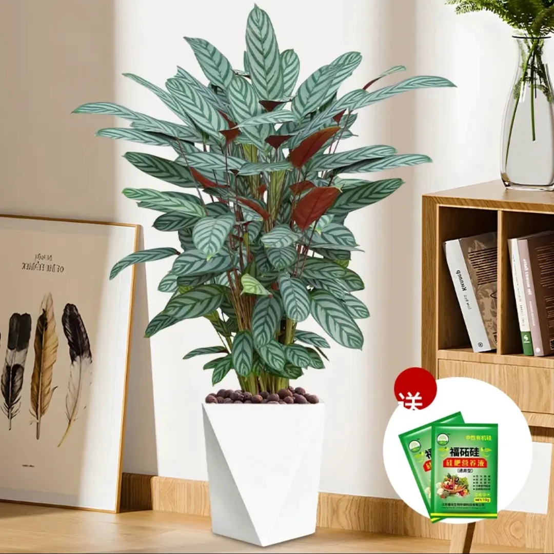 （70-90厘米高度）飞羽竹芋网红绿植净化空气客厅阳台落地摆放绿植