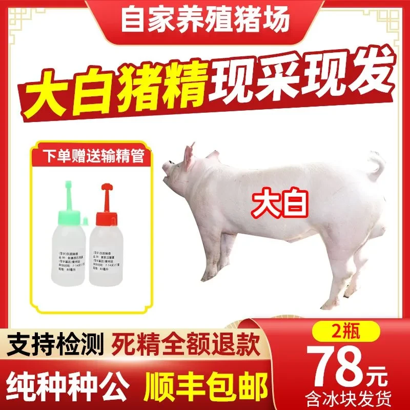 顺丰发货纯种猪精液巴克夏大白长白黑杜洛克巴克夏猪原种级猪精子