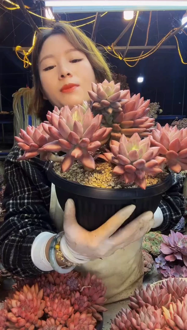 ❤**然水晶球1号一物一拍脱土包邮