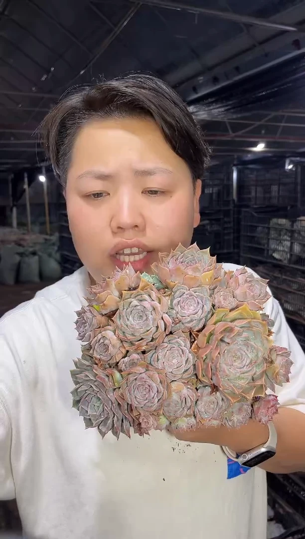 欧版海滨格瑞群脱半土6.88