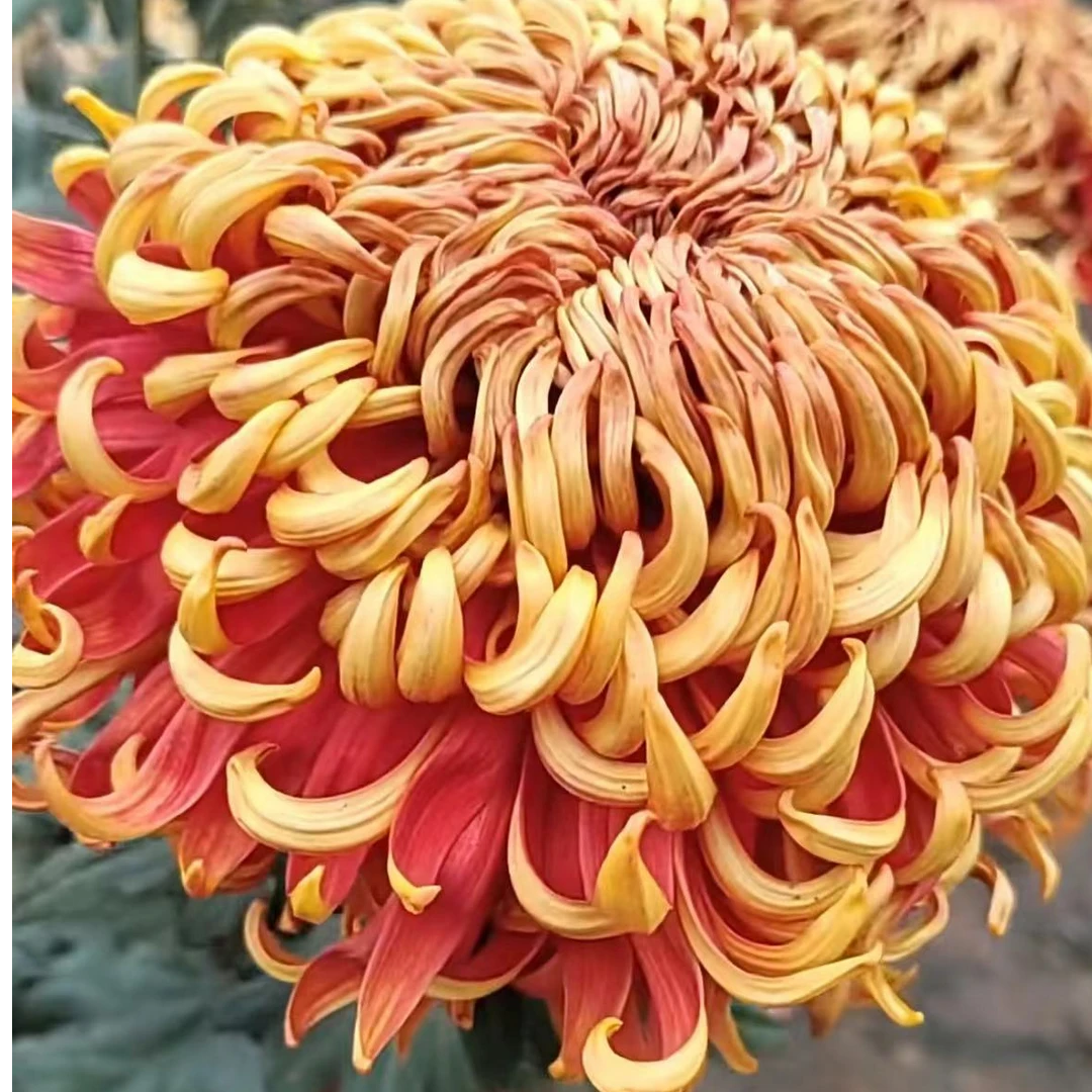 【太液娇容】成品大菊花 八九月开花 对版基地直发