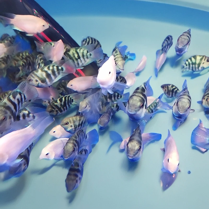 迷你黑白鹦鹉热带鱼4-6公分不分公母，包邮包损