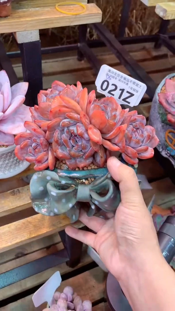 021Z（一物一拍实付满28发货，默认不带盆土）