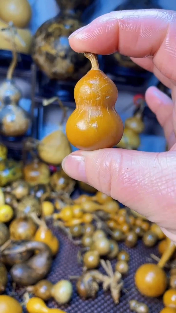 【闪购商品】葫芦葫芦葫芦葫芦