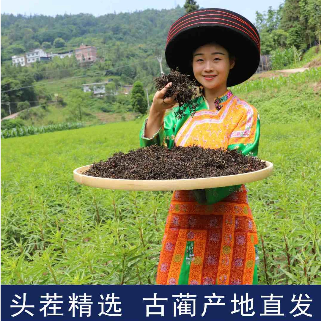 甄选正宗古蔺赶黄草养生清清茶熬夜加班应酬爆款古蔺原产地直发