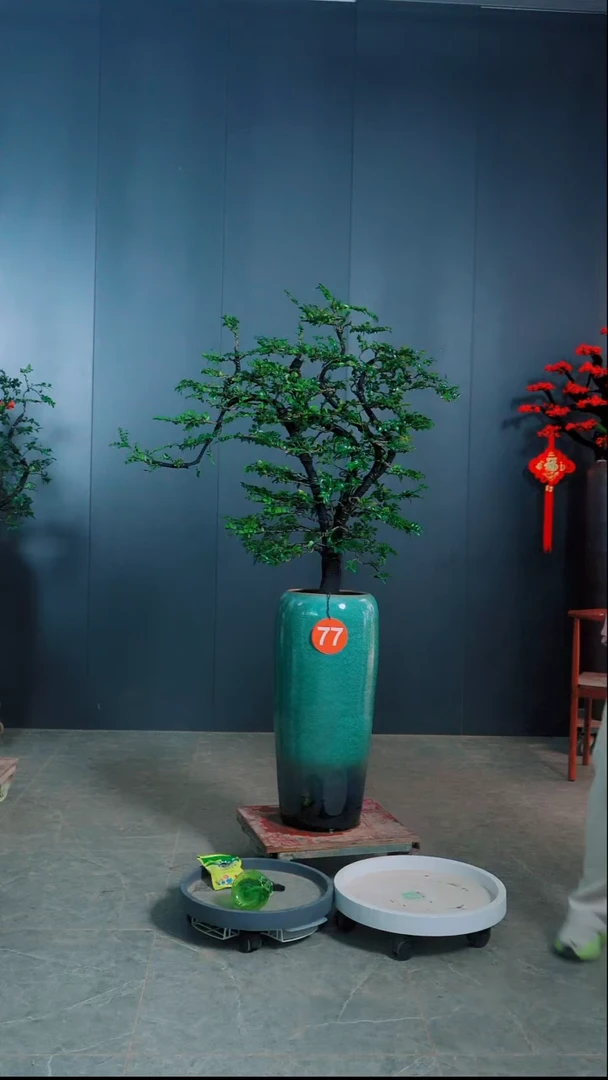 无花朵摩*哥广东小叶紫檀.77号