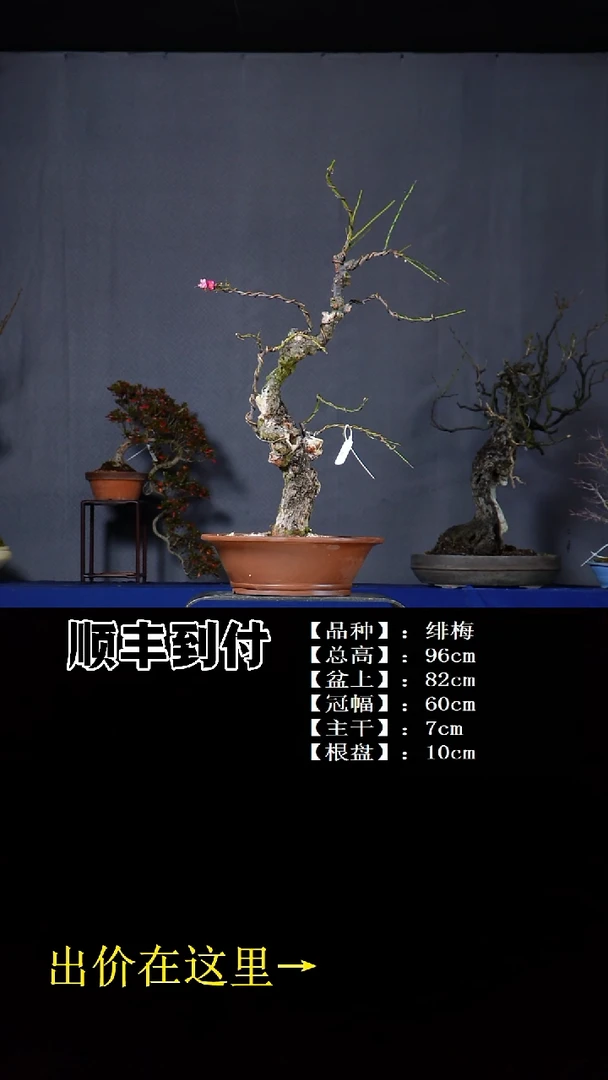 无花朵绯梅bubaoyou