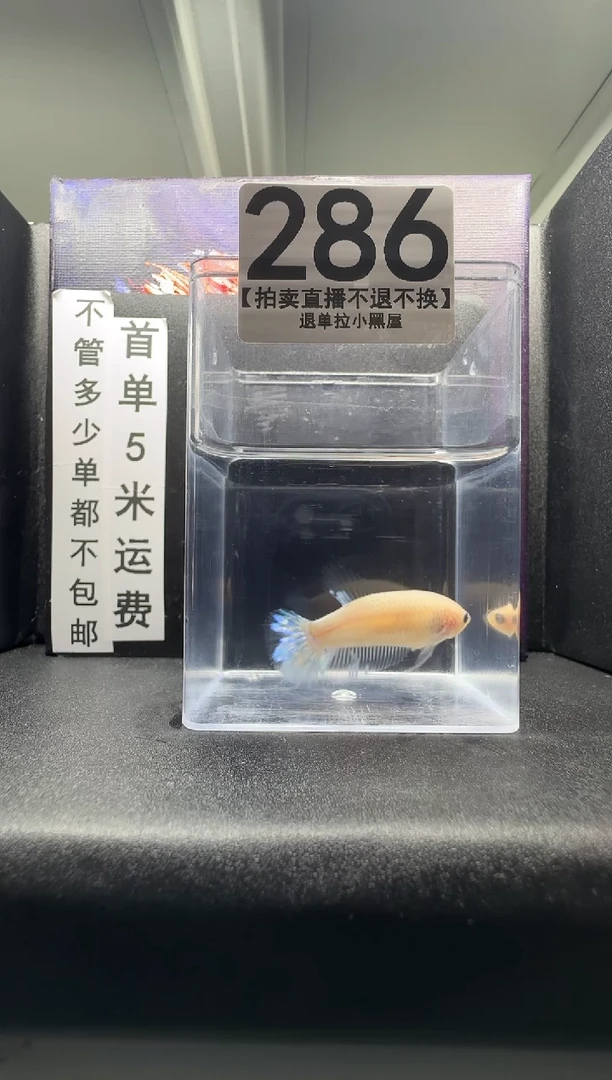 斗鱼母鱼编号：286