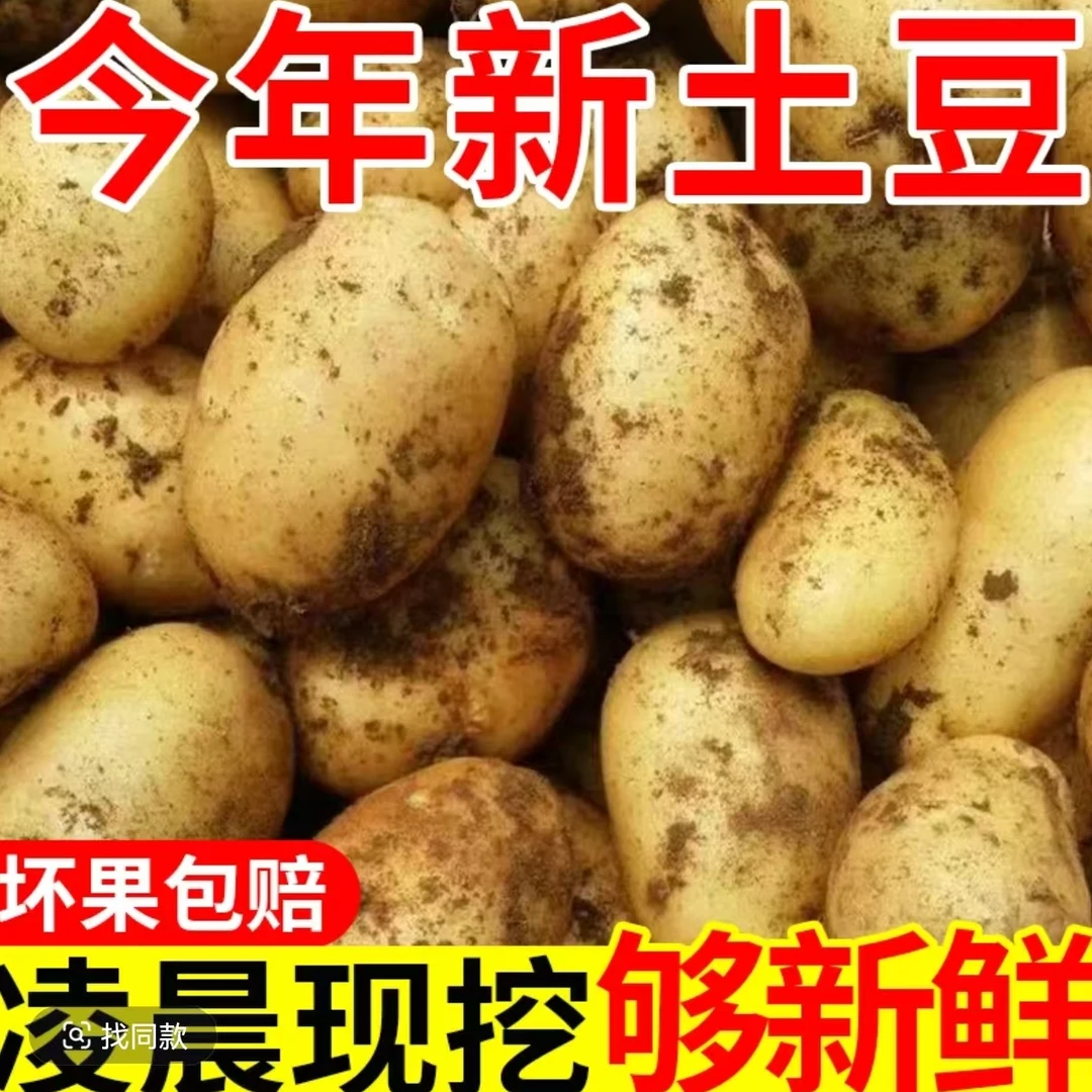 新土豆黄皮土豆现挖粉面薄皮土豆净重9斤