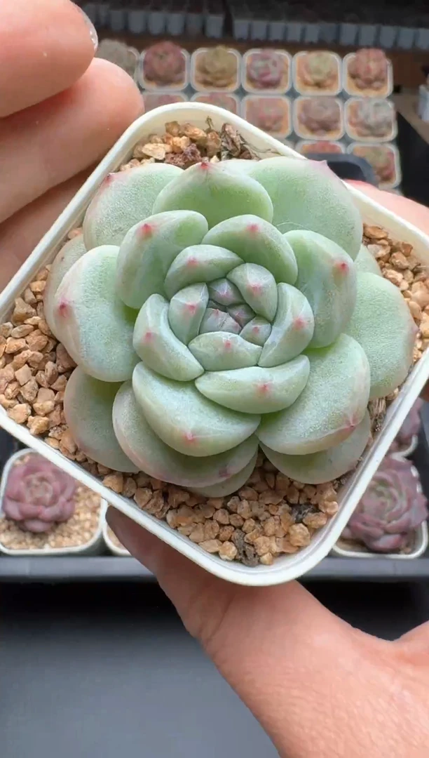 【闪购商品】673E号一物一拍多肉花卉植物3颗起发