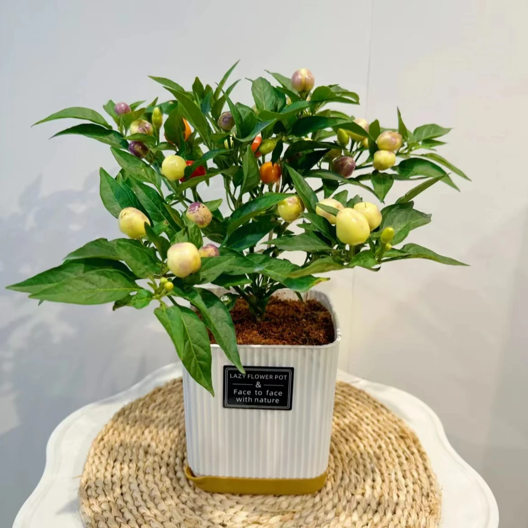 【带果】七彩椒盆栽四季好养带果盆栽