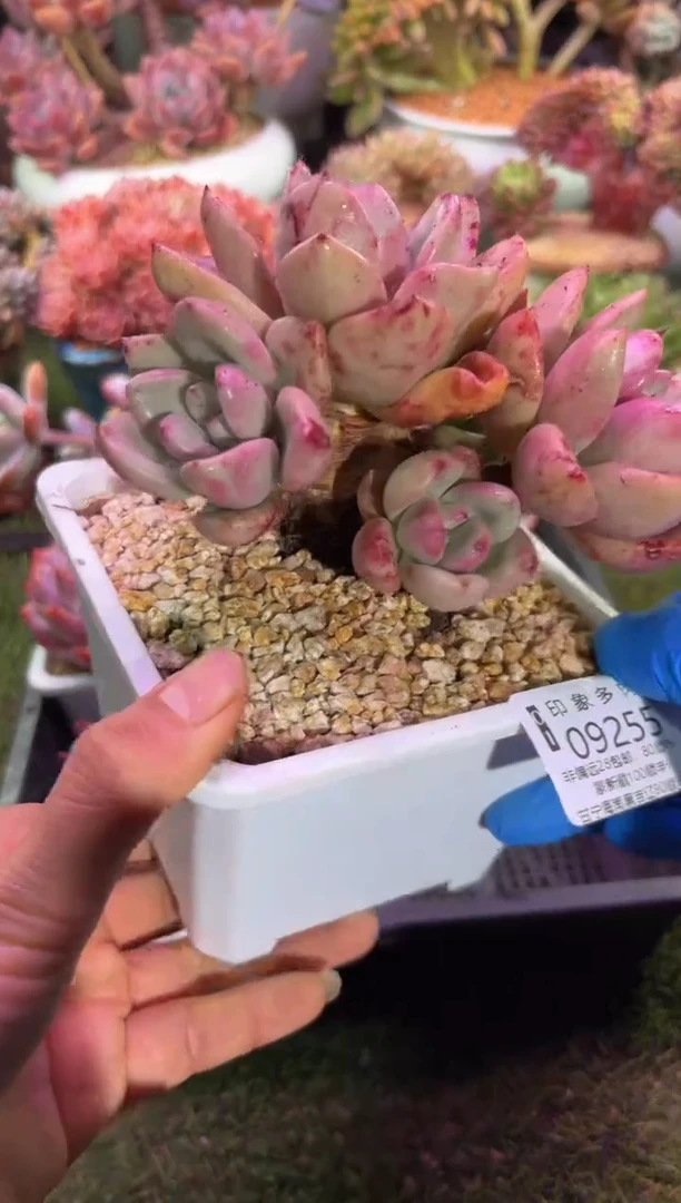 【闪购商品】09255