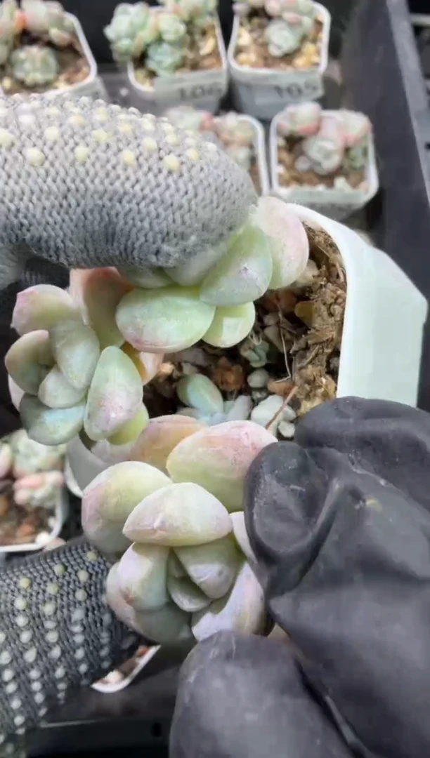 121号江北多肉-到手（1）棵