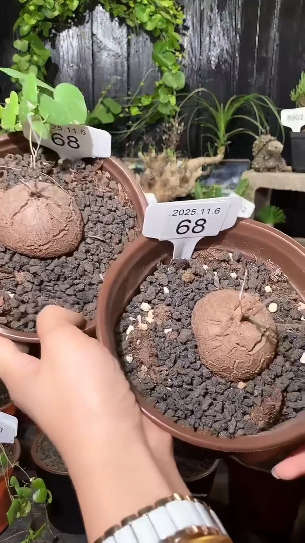 68号1106福利南非龟甲龙买一送一